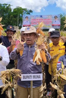 Program Kolaborasi GERCEP POKADULU Catatkan Hasil Positif: Ekonomi Kabupaten Muna Tumbuh 5,59%