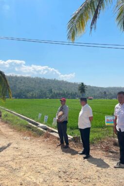 Kemarau Panjang, 26 Hektare Sawah Kekeringan di Baubau: Nasib Petani Kini di Tangan Pemkot